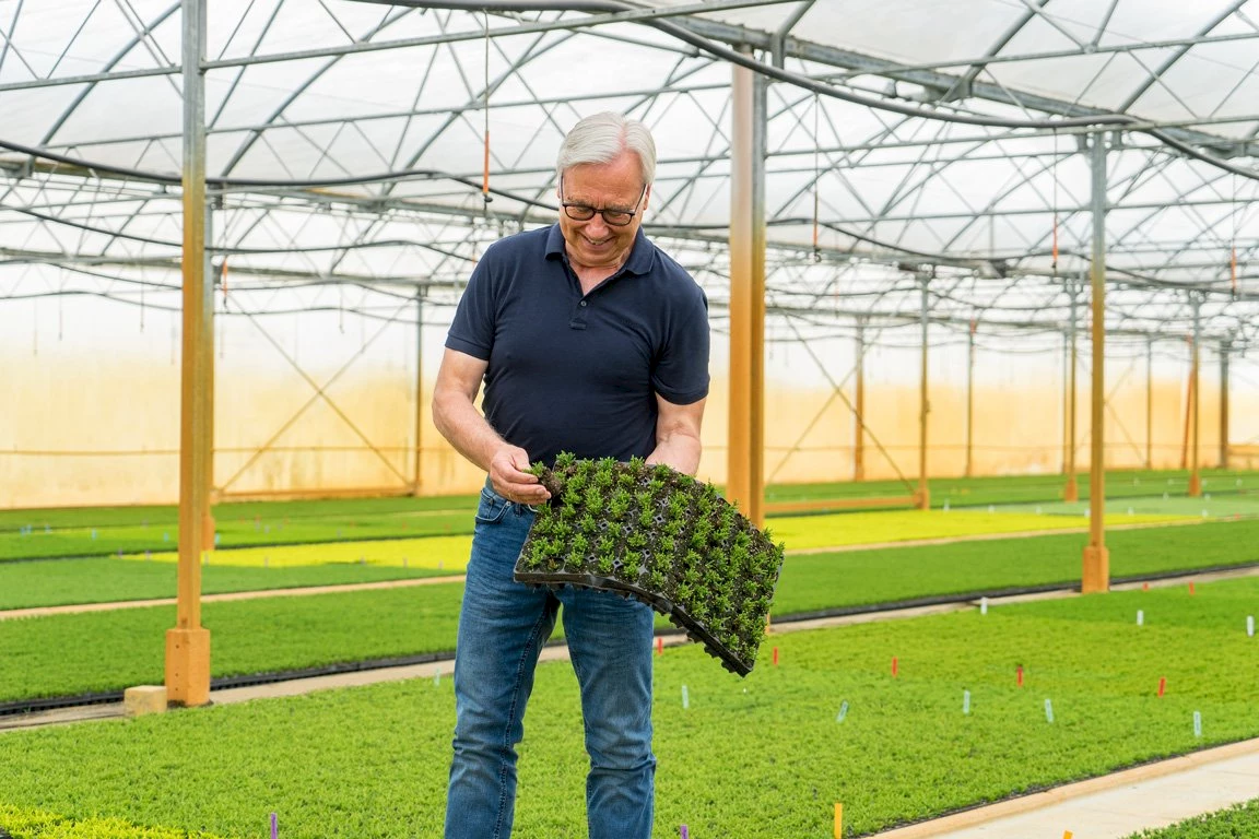 Jan Kabels Heidejungpflanzen in Edewecht