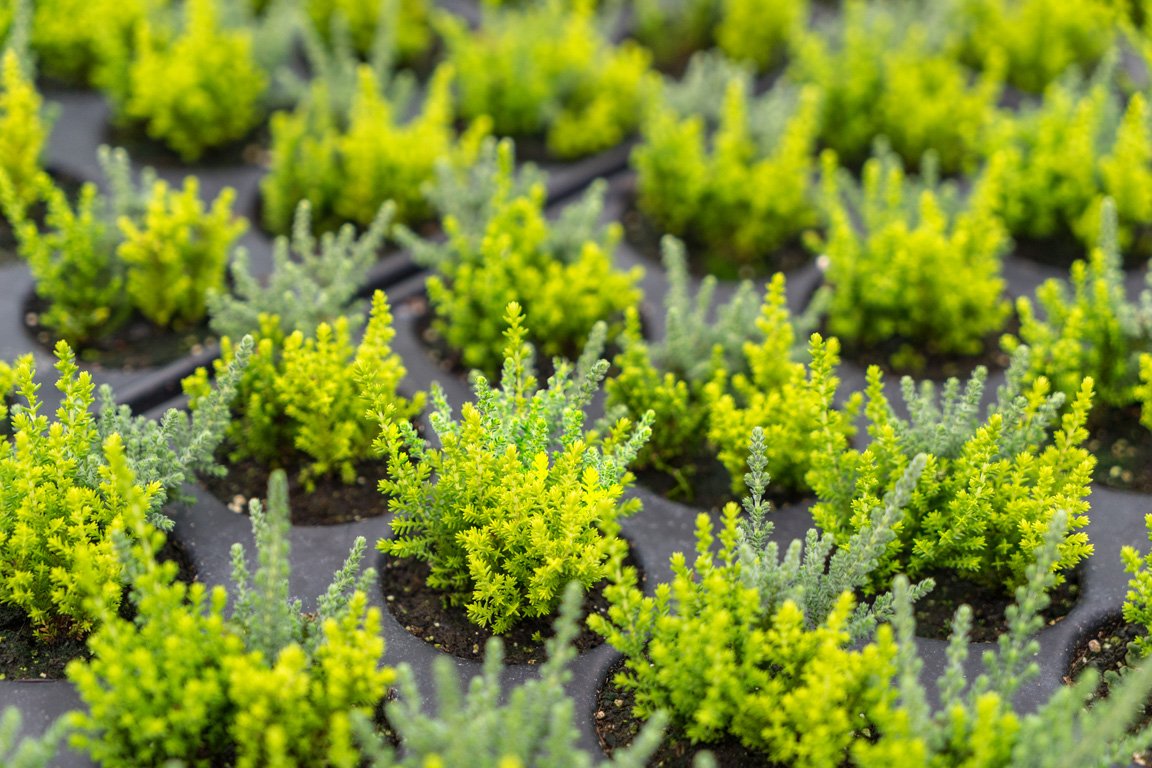 Jan Kapels Heidejungpflanze Stecklinge