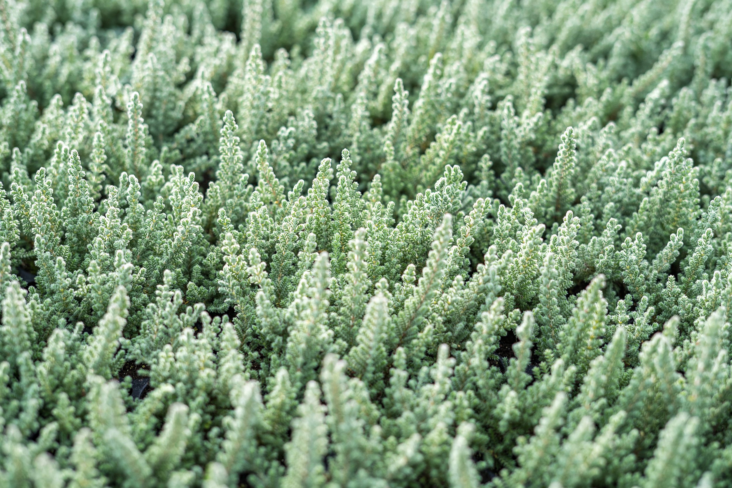 Gardengirls® Fluffy – die Samt-Heide