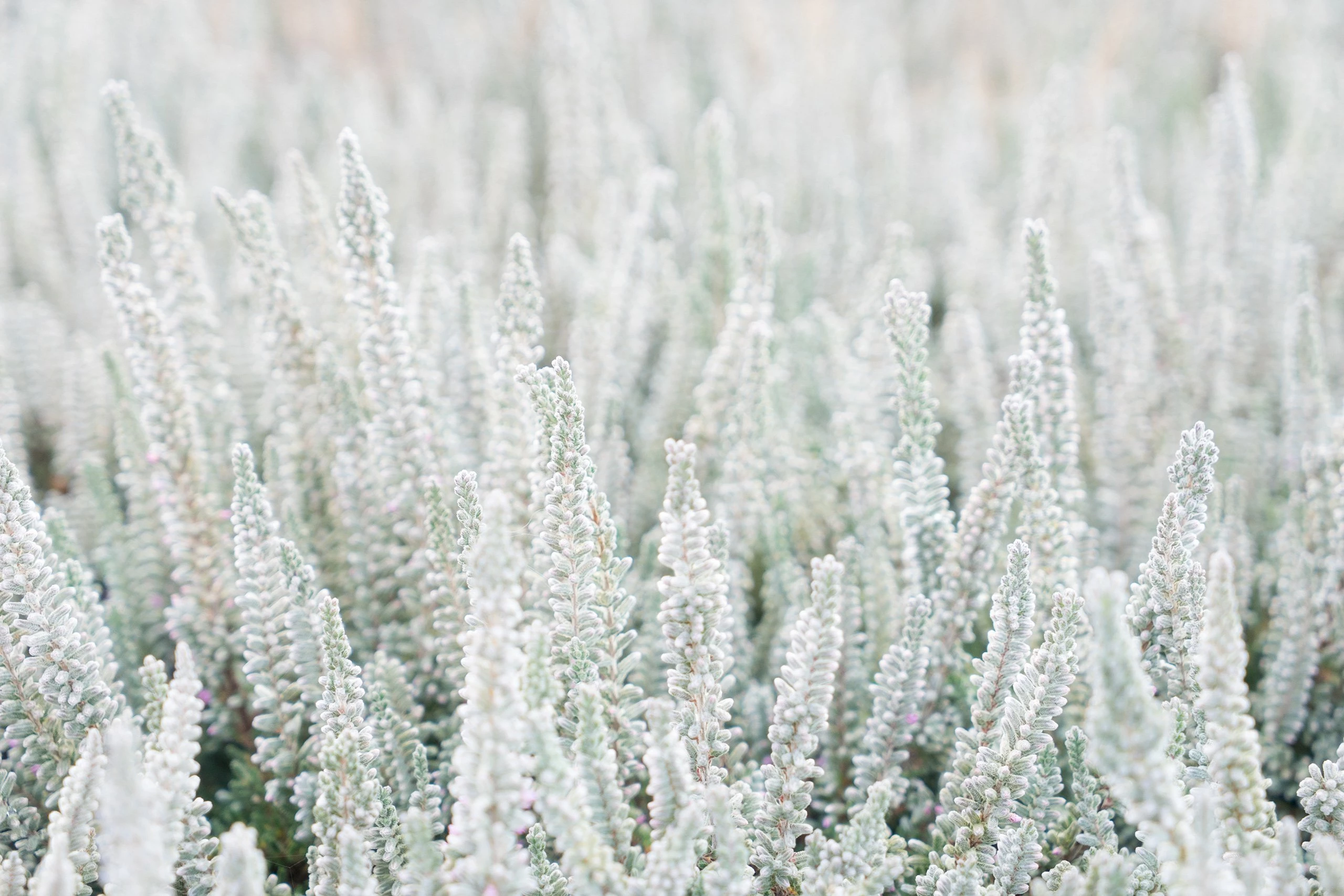 Gardengirls® Fluffy® auf der Fläche