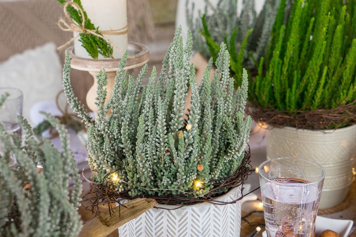 Gardengirls® Fluffy® adventliche Tischdekoration mit der Samt-Heide