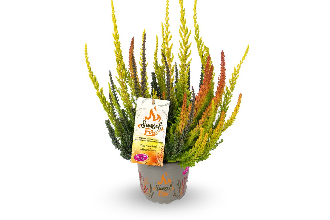 Gardengirls® Sunset Fire® Packshot mit Etikett