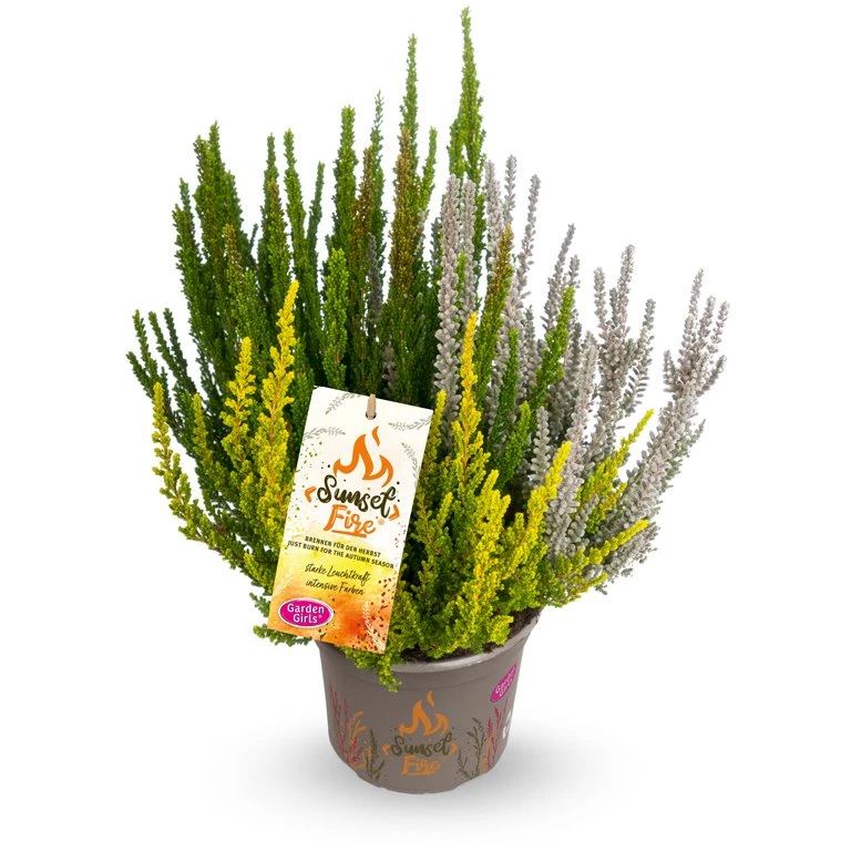 Gardengirls® Sunset Fire® Nordic Fire Packshot