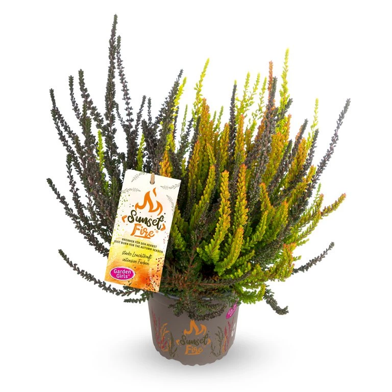 Gardengirls® Sunset Fire® Night Fire Packshot