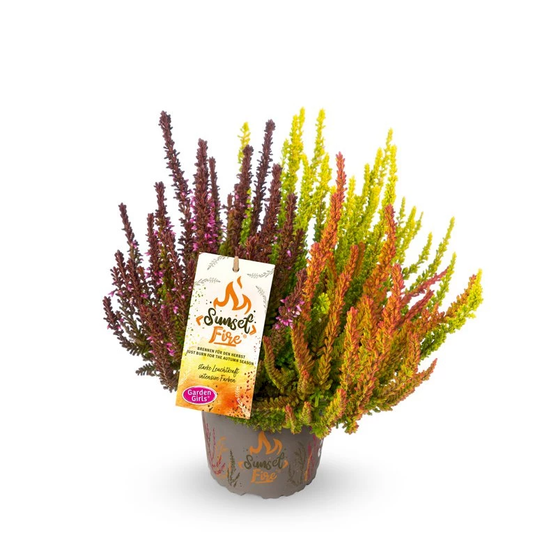 Gardengirls® Sunset Fire® Rusty Fire Packshot