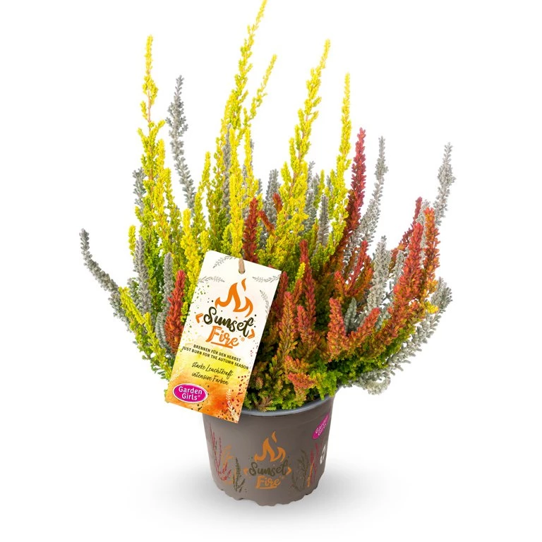 Gardengirls® Sunset Fire® Icy Fire Packshot