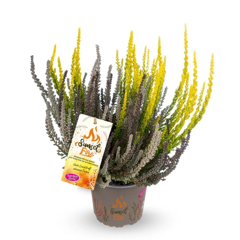 Gardengirls® Sunset Fire® Mystic Fire Packshot
