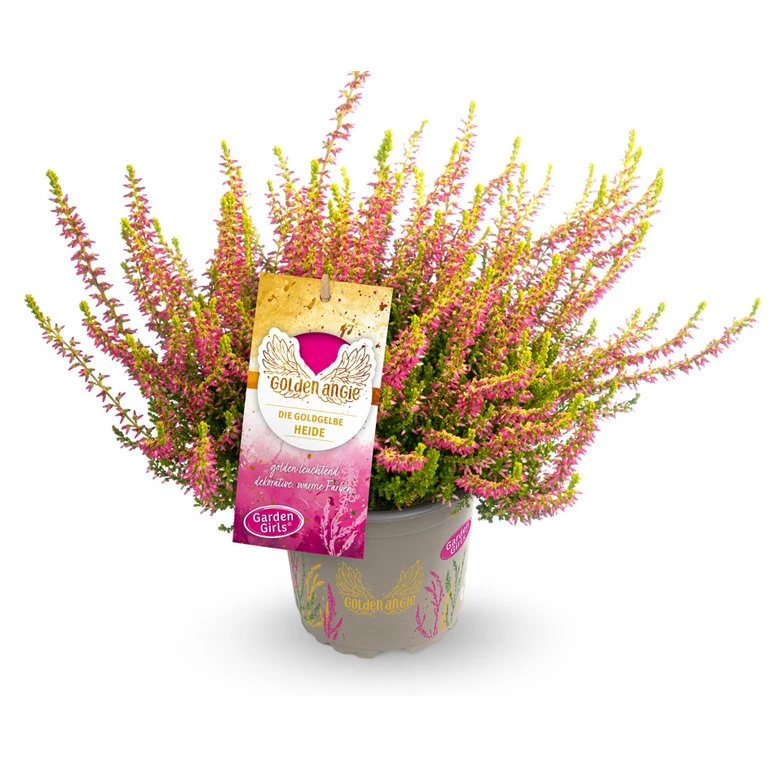 Gardengirls® Golden Angie Packshot mit Etikett