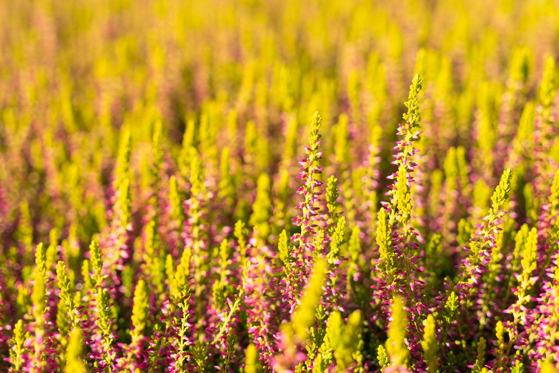 Gardengirls® Golden Angie auf der Fläche