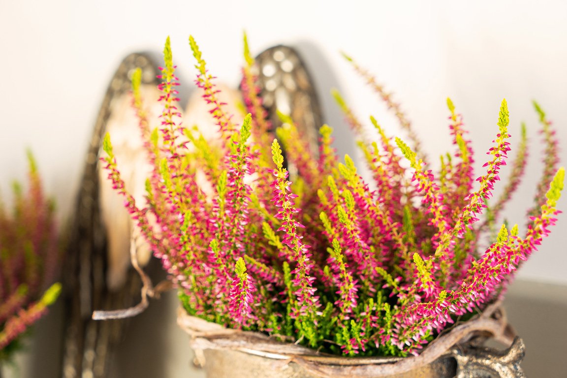 Gardengirls® Golden Angie Dekoration im Innenbereich