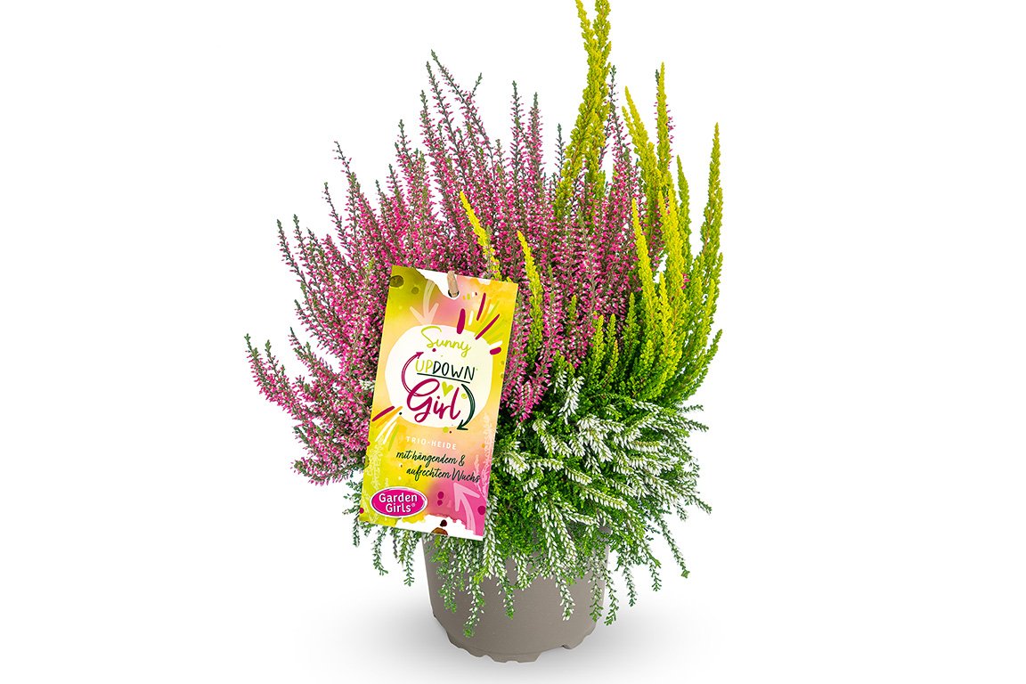 Gardengirls® Up Down Girl® Sunny Packshot