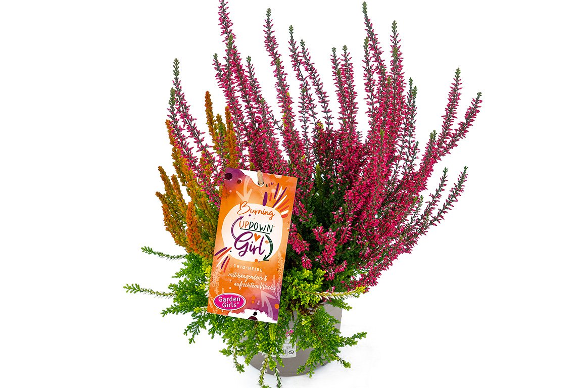 Gardengirls® Up Down Girl® Burning Packshot