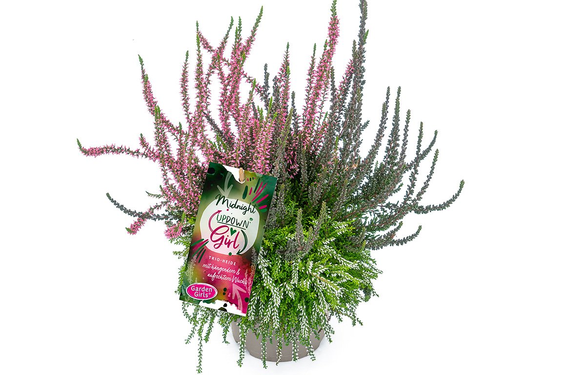 Gardengirls® Up Down Girl® Midnight Packshot