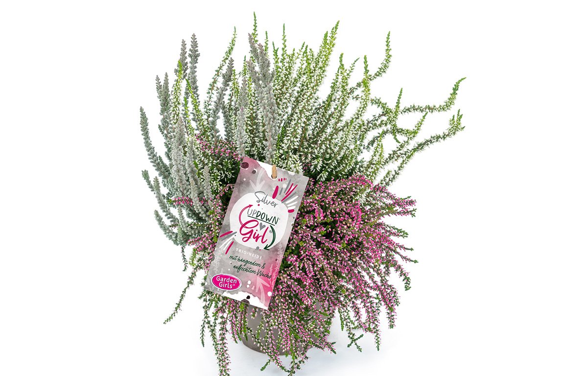 Gardengirls® Up Down Girl® Silver Packshot