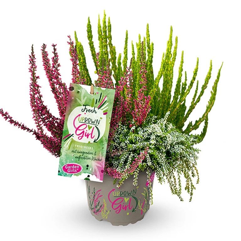 Gardengirls® Up Down Girl® Fresh Packshot