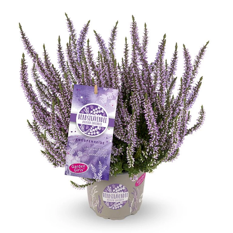 Gardengirls® Herbstlavendel Packshot