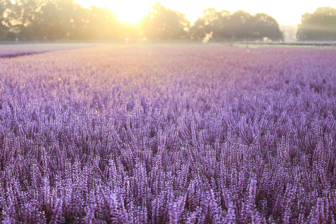 Gardengirls® Herbstlavendel auf der Fläche