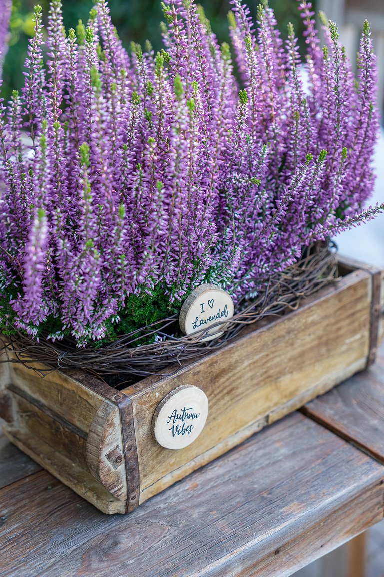 Gardengirls® Herbstlavendel im Holzkasten dekoriert