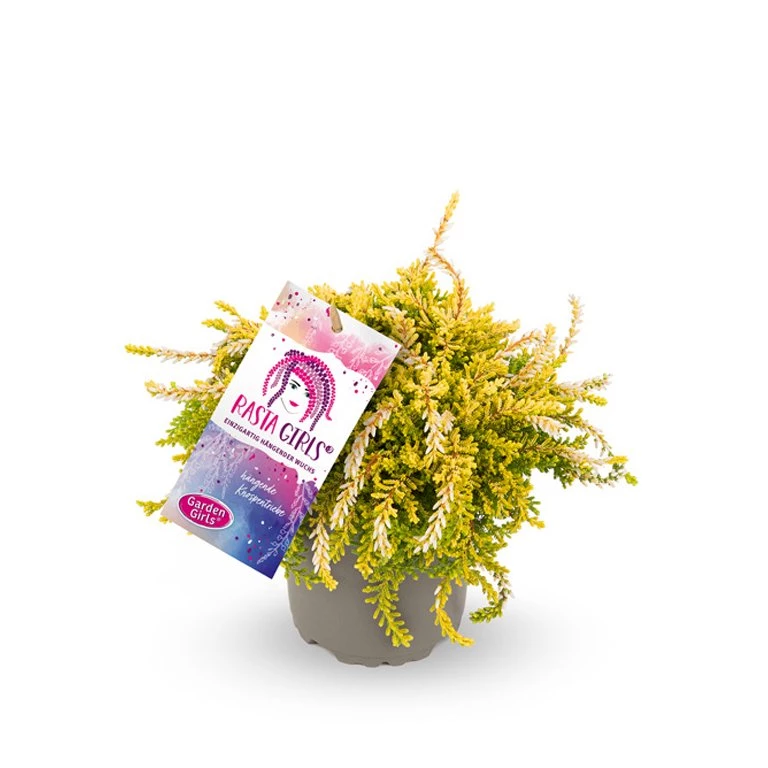 Gardengirls® Rasta Girls® Netty Packshot