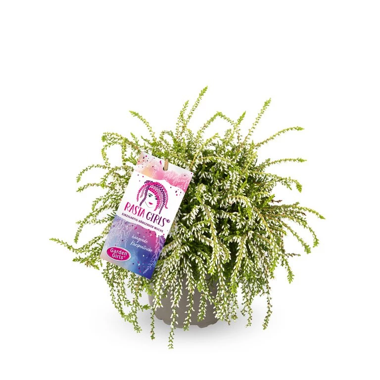 Gardengirls® Rasta Girls® Claire Packshot