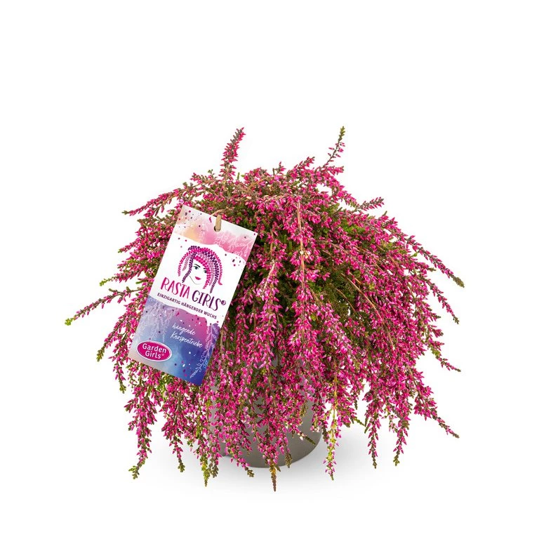 Gardengirls® Rasta Girls® Rote Janina Packshot