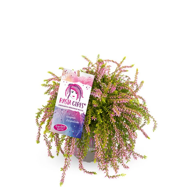 Gardengirls® Rasta Girls® Rosa Claire Packshot