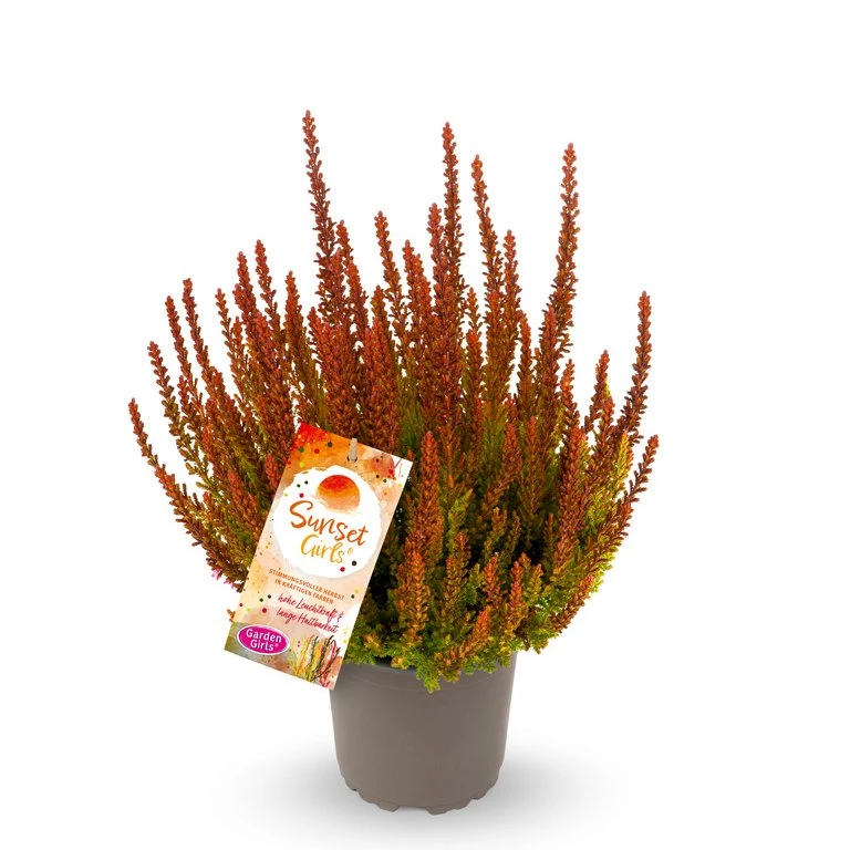 Gardengirls® Sunset Girls® Zorina Packshot