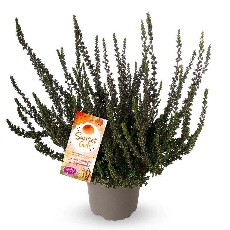 Gardengirls® Sunset Girls® Zalina Packshot