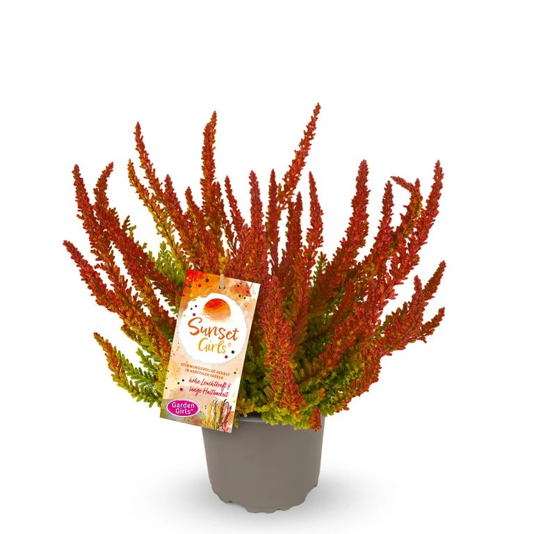 Gardengirls® Sunset Girls® Zoe Packshot