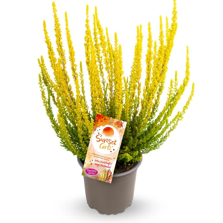 Gardengirls® Sunset Girls® Zelda Packshot