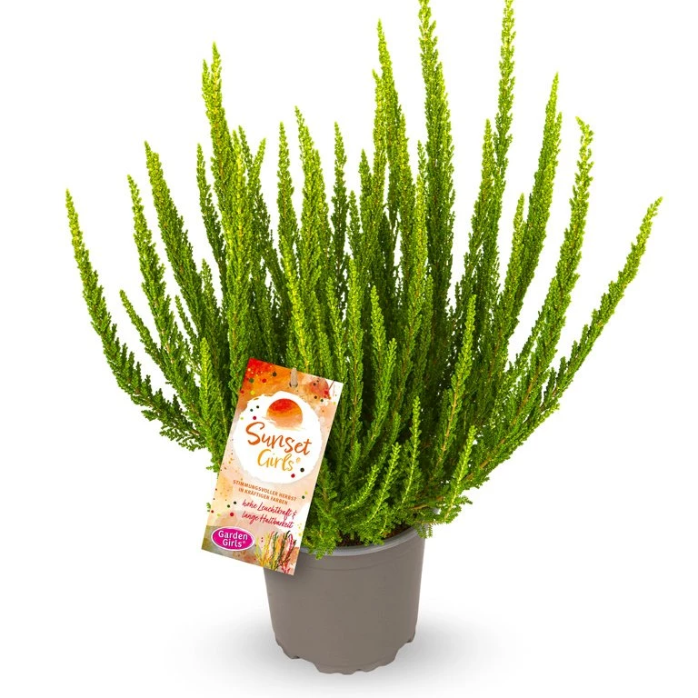 Gardengirls® Sunset Girls® Zelia Packshot