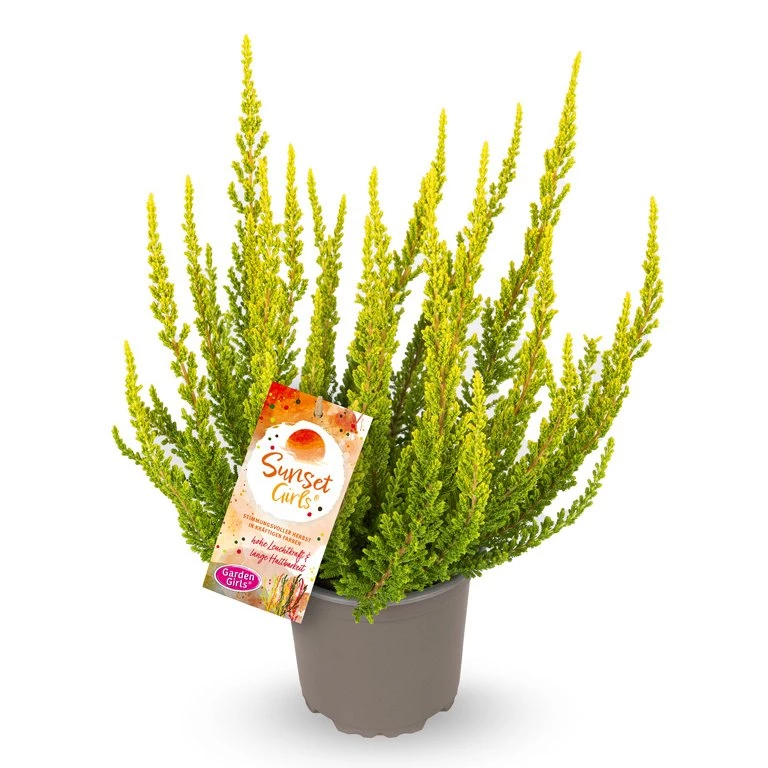 Gardengirls® Sunset Girls® Zeta Packshot