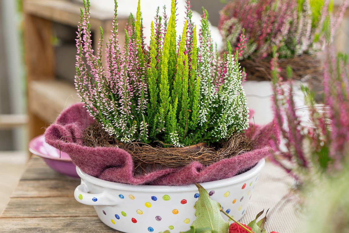 Gardengirls® Smixies® schöne Tischdekoration mit vielfarbiger Heide im gepunktetem Topf