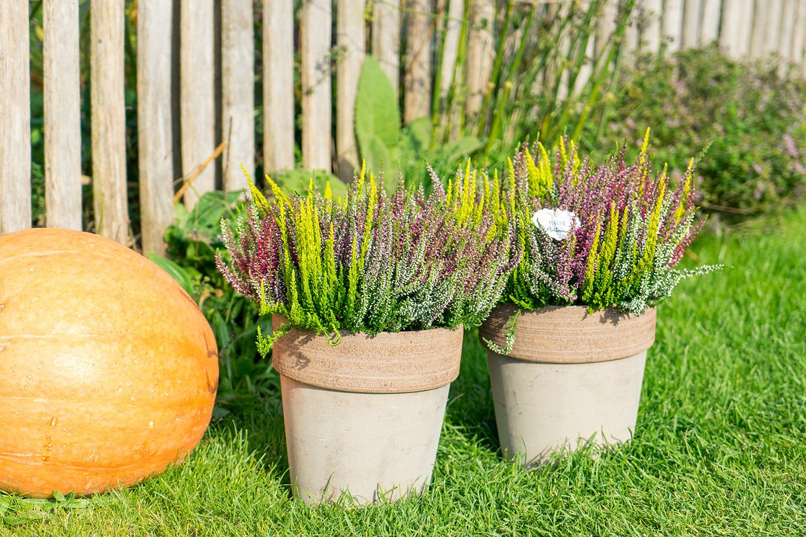 Gardengirls® Smixies® herbstliche Heide-Dekoration im Kübel mit Kürbis