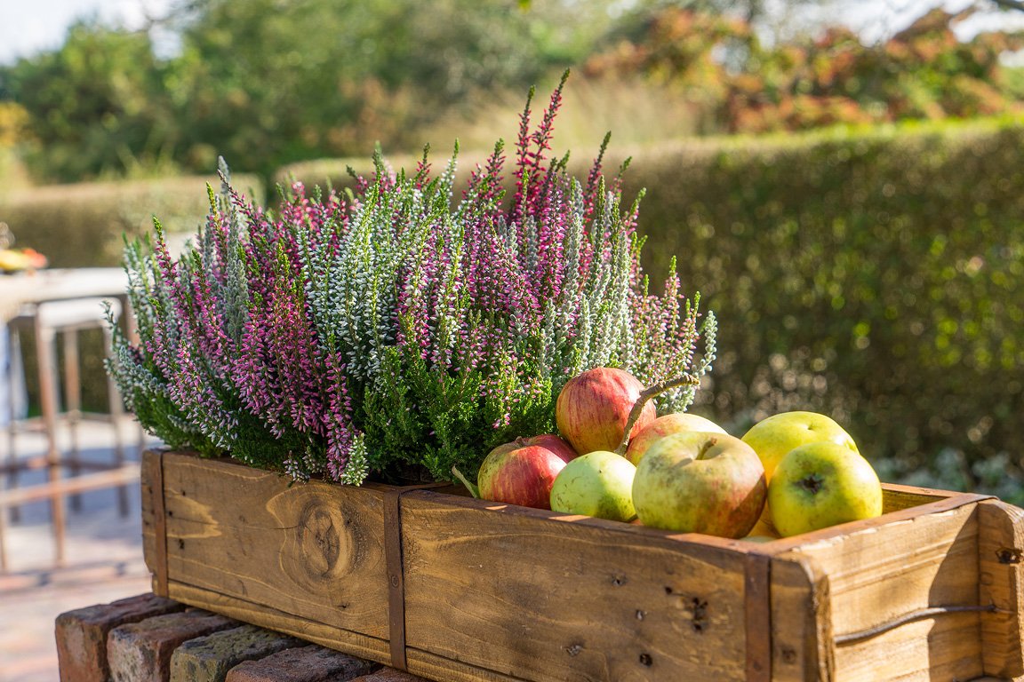 Gardengirls® Simses® herbstliche Heide-Dekoration in einer Holzkiste mit Äpfel