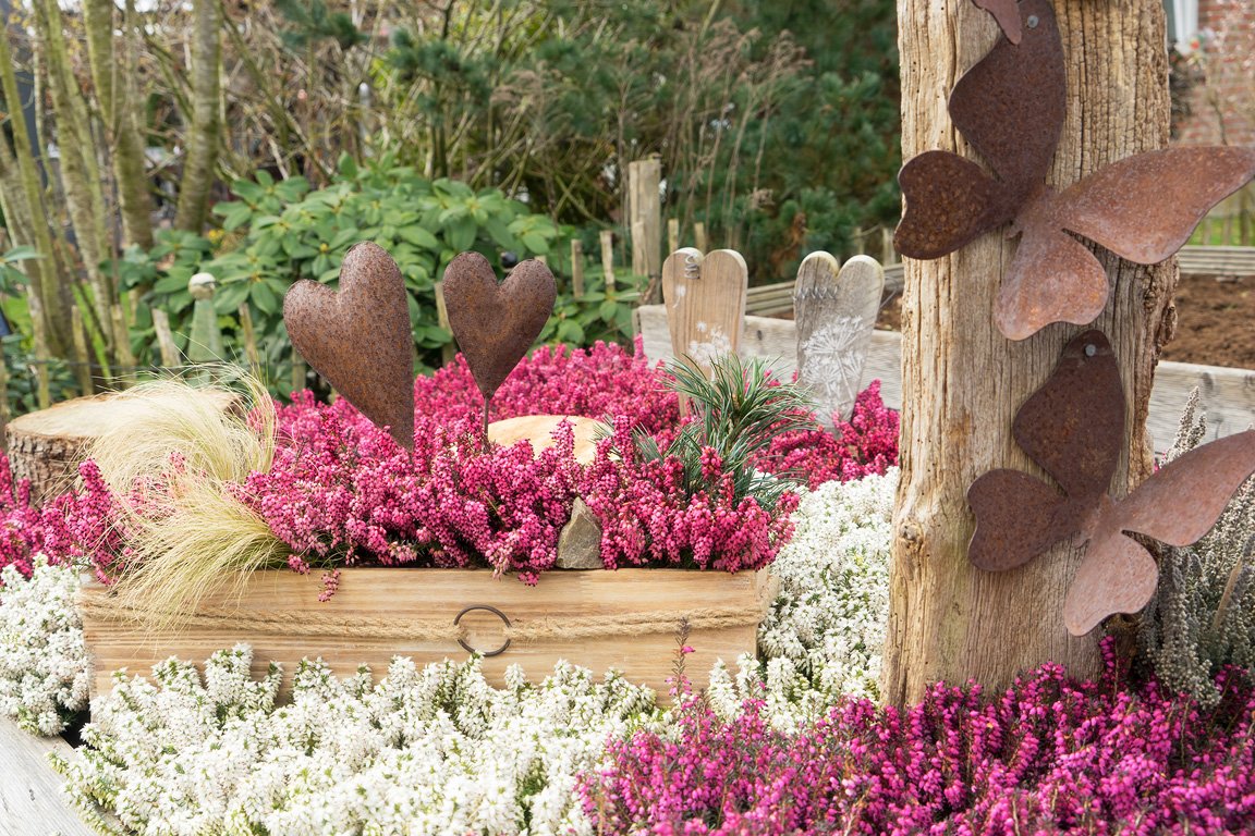 Gardengirls® 1st Dinner® Winterheide Erica carnea & darleyensis im Hochbeet