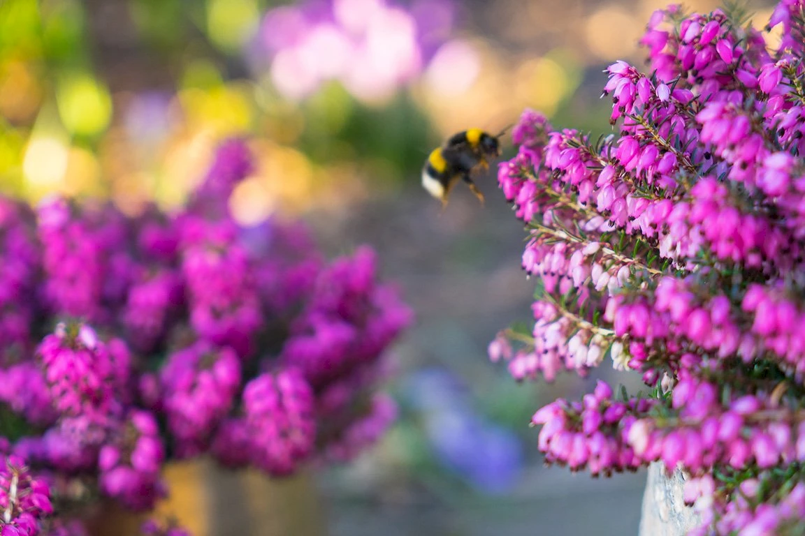 Gardengirls® 1st Dinner® Winterheide mit Hummel – die erste hochwertige Nahrungsquelle für Insekten nach dem Winter