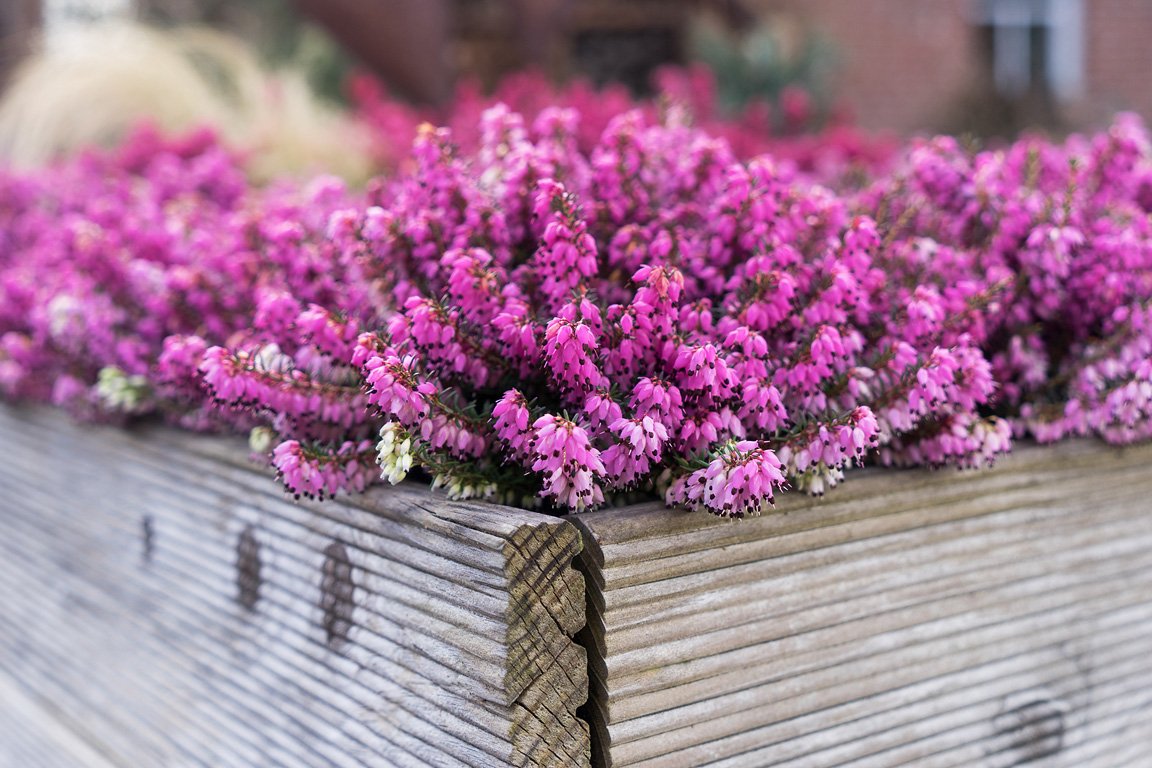 Gardengirls® 1st Dinner® Winterheide im Hochbeet
