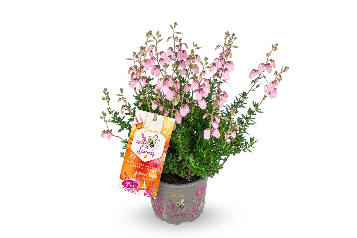 Gardengirls® Summer Dinner® Pink Tina Packshot