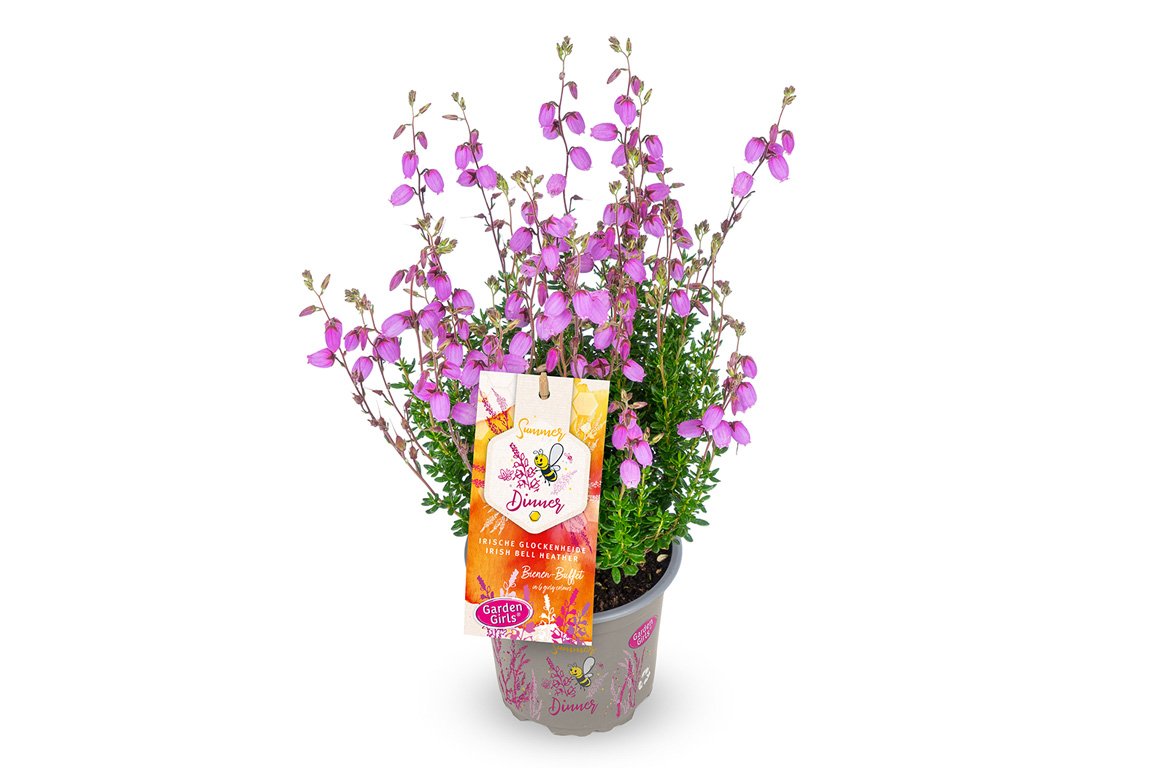 Gardengirls® Summer Dinner® Lisa Packshot