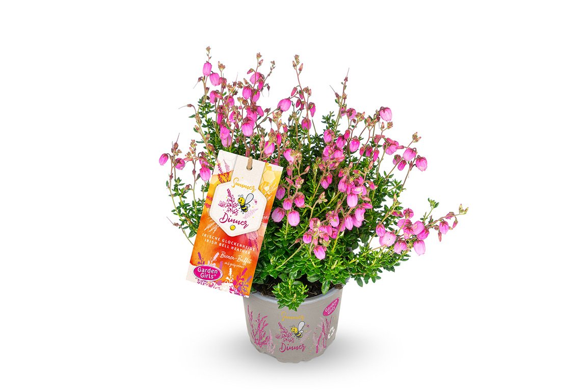 Gardengirls® Summer Dinner® Rosella Packshot