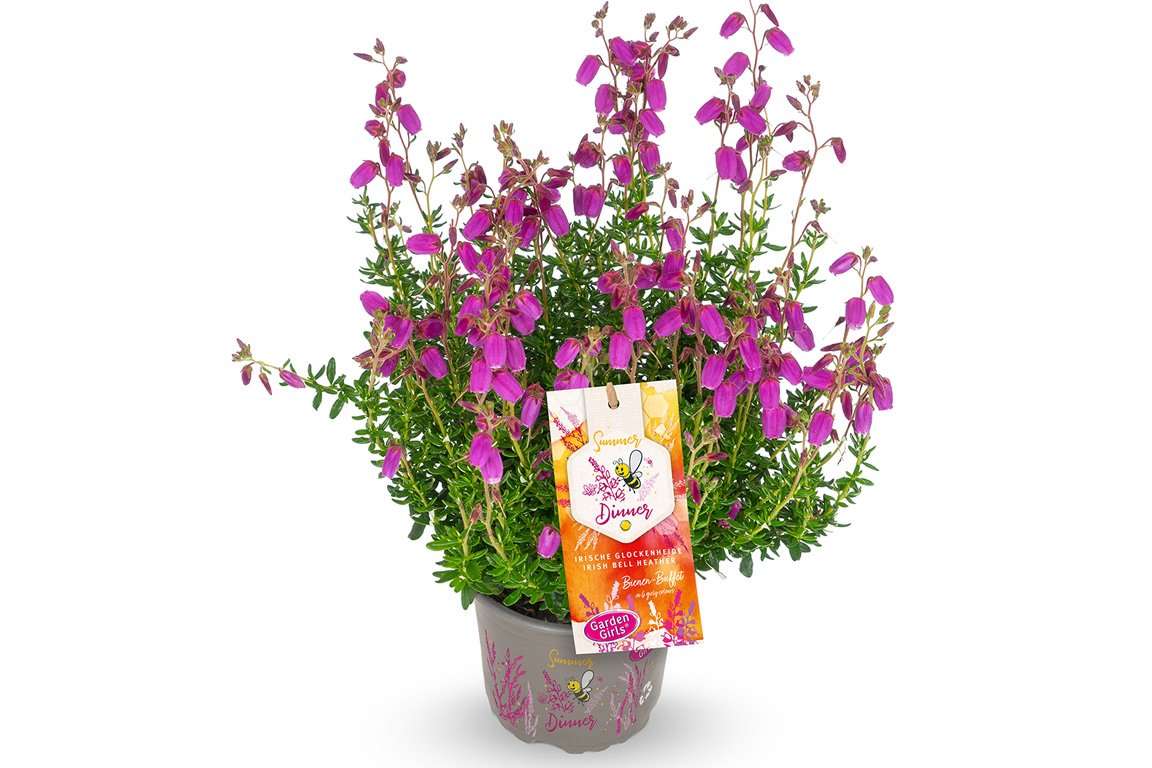 Gardengirls® Summer Dinner® Ramona Packshot