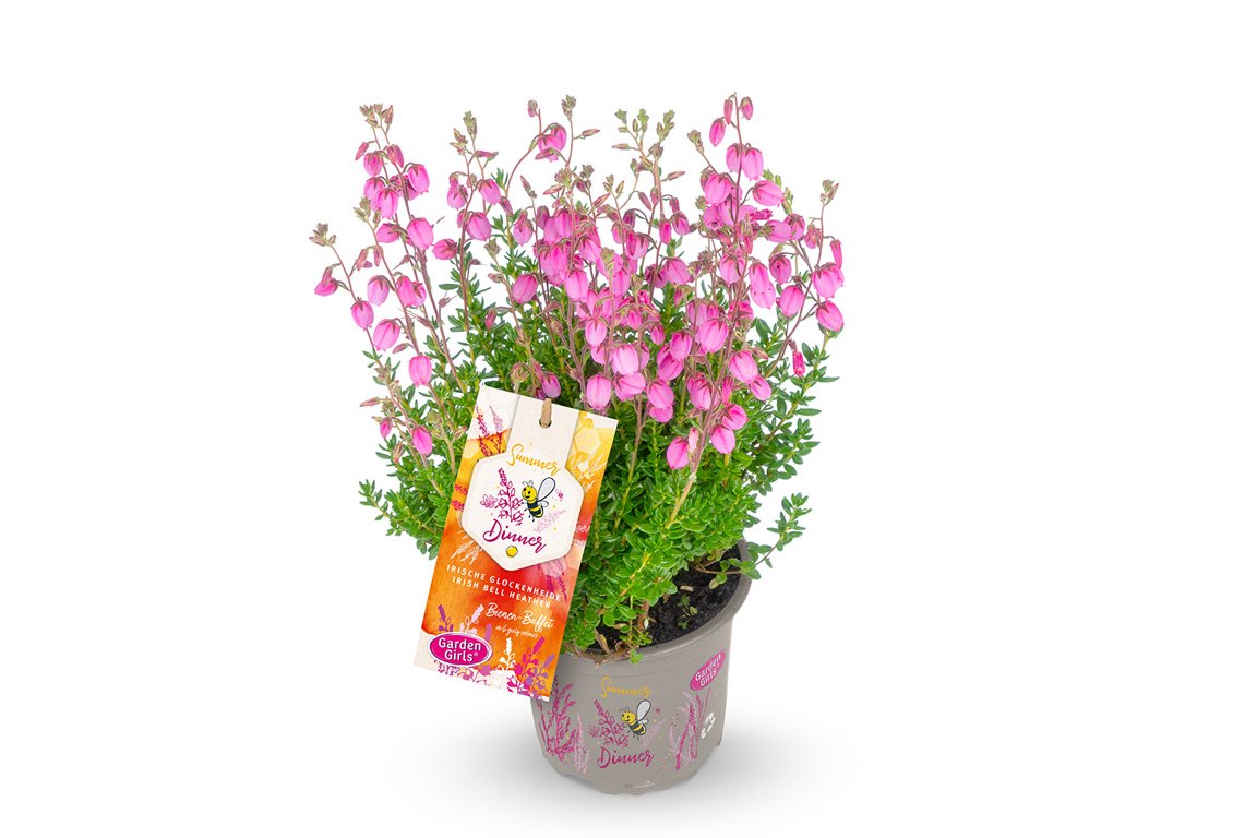 Gardengirls® Summer Dinner® Annika Packshot