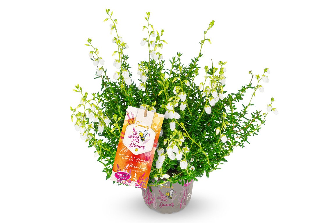 Gardengirls® Summer Dinner® Alberta Packshot