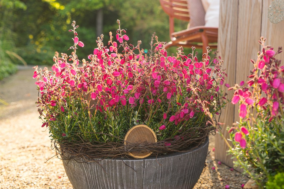 Gardengirls® Summer Dinner® bienennährende Daboecien im Topf