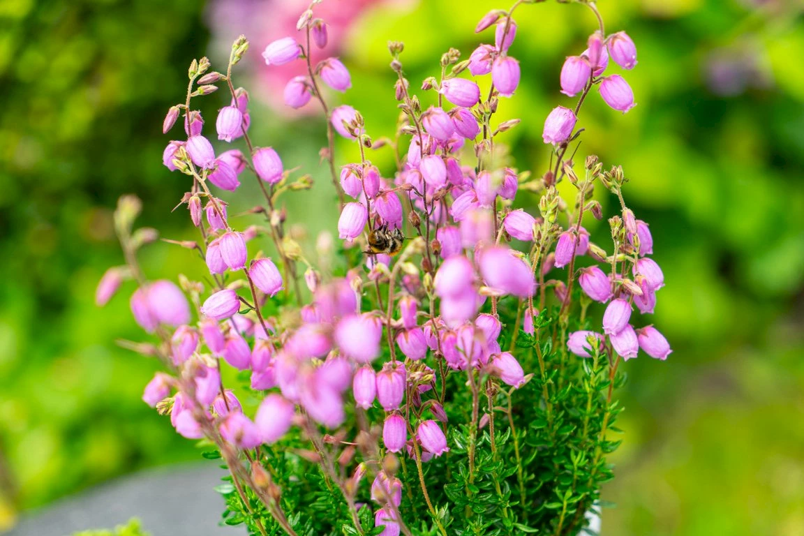 Gardengirls® Summer Dinner® Tina – die glockenförmigen pinken Blüten der Heide Summer Dinner®
