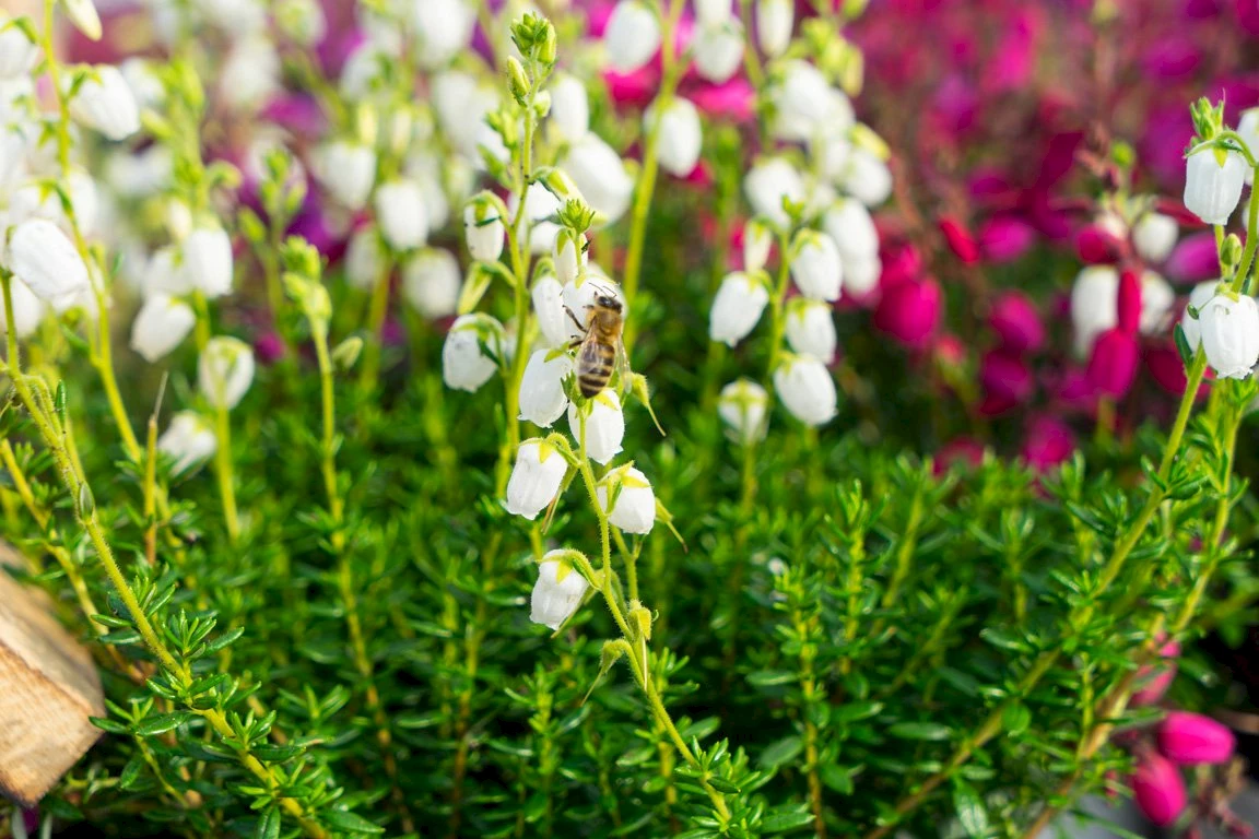 Gardengirls® Summer Dinner® Glockenheide in verschiedenen Farben