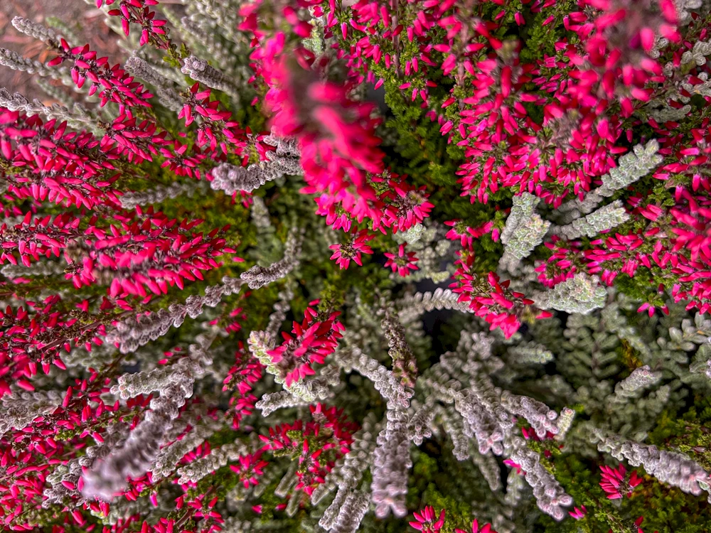 Gardengirls® Knospenblüher festliche Tischdekoration mit Heide