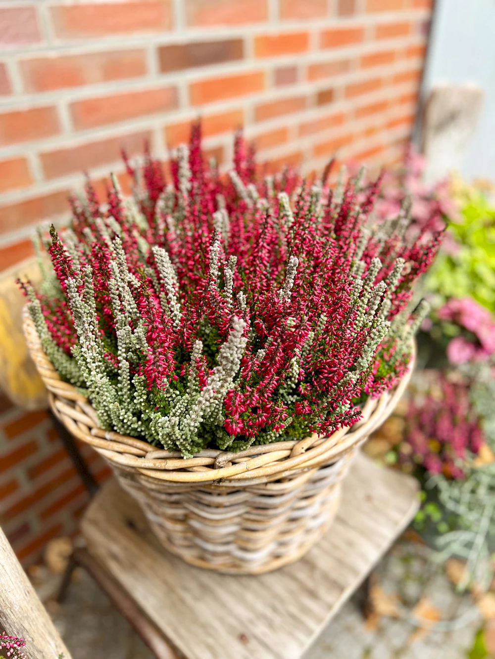 Gardengirls® gemütliche Terrassendekoration - Heide im Kübel mit Frau und Kaffee in der Hand