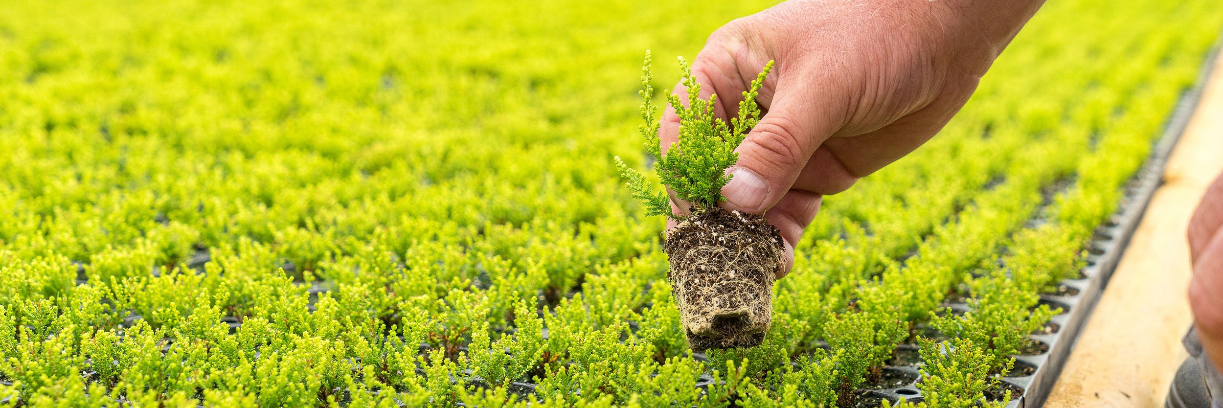 Jan Kapels Heidejungpflanzen